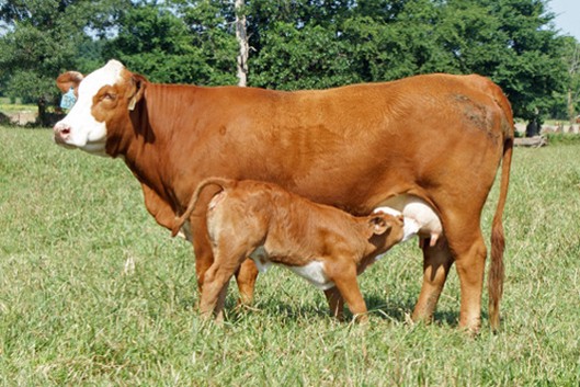 GIỐNG VACA - F