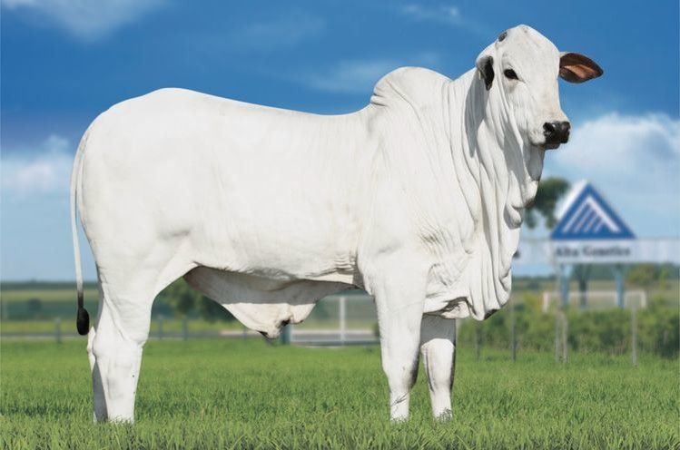 GIỐNG VACA - N
