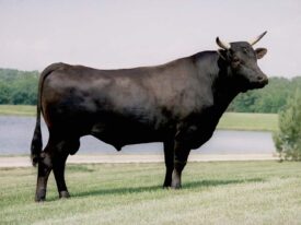 GIỐNG VACA – G
