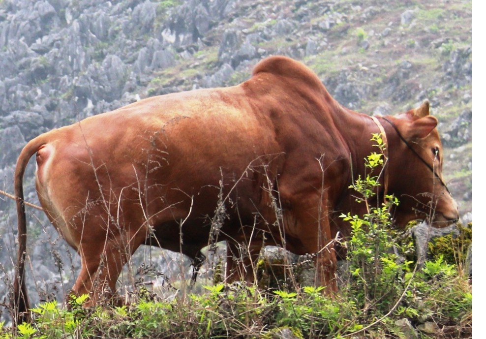 GIỐNG VACA - H