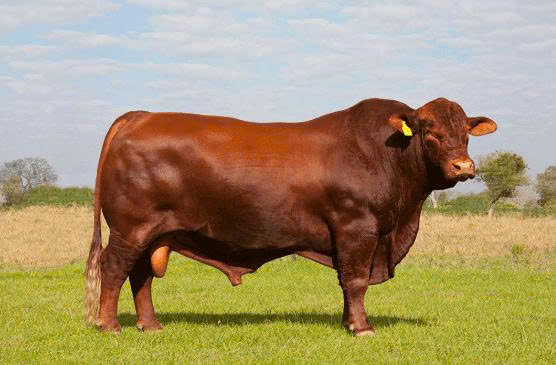 GIỐNG VACA - B